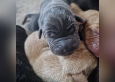 Labradorwelpen