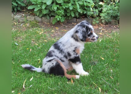 Mini Aussie Welpen Miniatur Australian Shepherd Welpen Welpe
