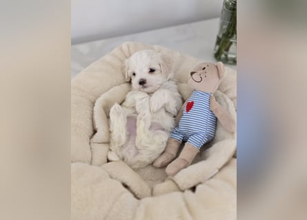 Zauberhafte koreanische Malteserwelpen