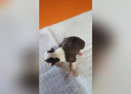Border Collie Welpen