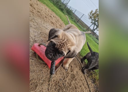 Cane corso mastiff mix 