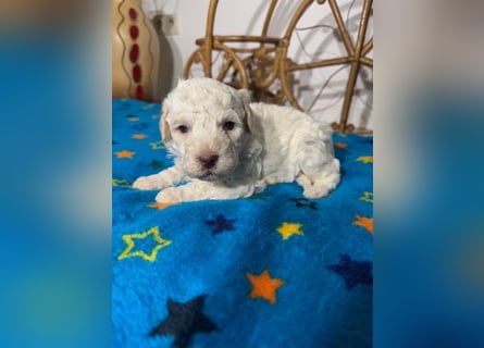 Lagotto Romagnolo Puppy FCI