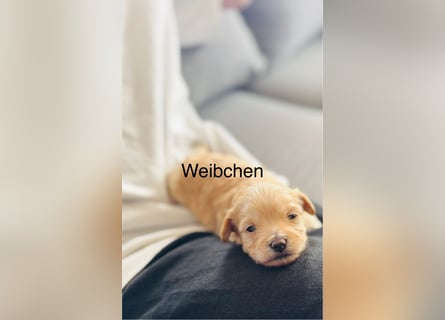 Wunderschöne Maltipoo Welpen!!! (Malteser/Zwergpudel)