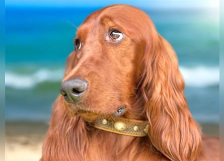 Irish Setter Welpen mit Papieren