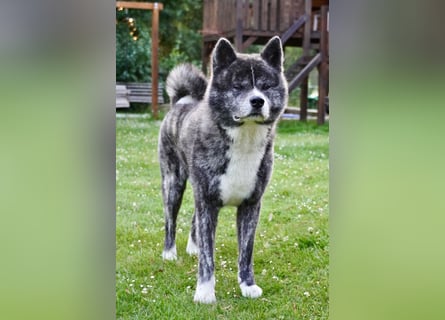 Akita Inu Welpen | A-Wurf | Japan Akita | Ahnentafel | VDH 