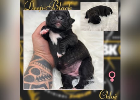 Kingzbullys Classic Edition/American Bully Classic