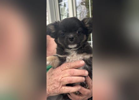 Chihuahua Welpen