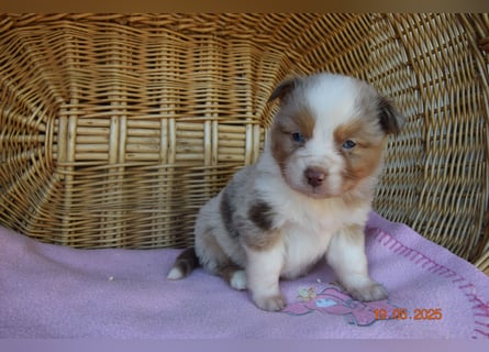 Traumhafte Mini Aussie Welpen, aus seriös. Zucht!