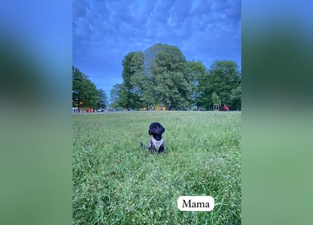 Rüde Pudel Welpen - Male Poodle Puppy
