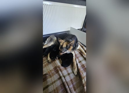 Osteuropäische Schäferhund Welpen