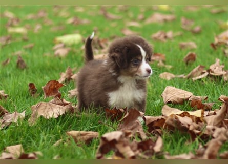 Traumhafte Mini Australian Shepherd Welpen suchen ab sofort ein liebevolles Zuhause