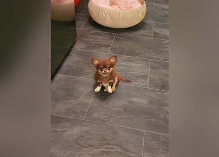 Chihuahua langhaar Welpen aus Top Aufzucht schoko und Black