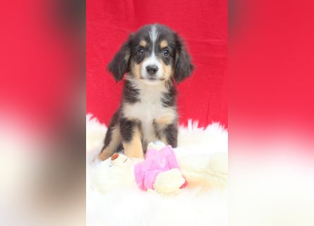 Super schöne Miniature Australian Shepherd Schmusebärchen aus liebevoller Hausaufzucht .
