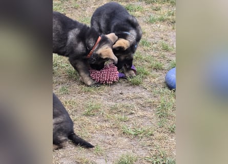 Dunkelgraue Schäferhunde aus Kör-u.Leistungzucht