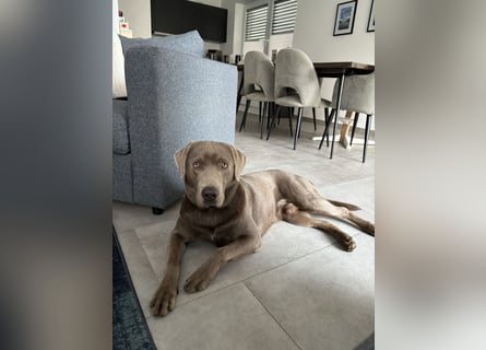 Wunderschöner silberner Labrador - 1.5 Jahre alt 