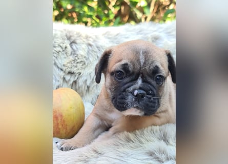 Allerliebste FROPS Kinder (Französische Bulldogge und Mops)