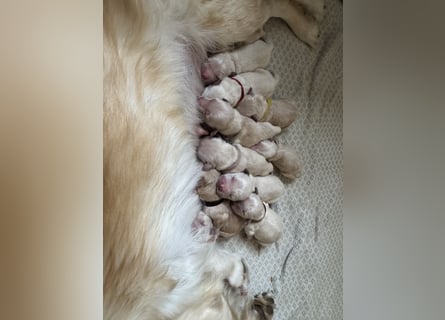 Golden Retriever Welpen