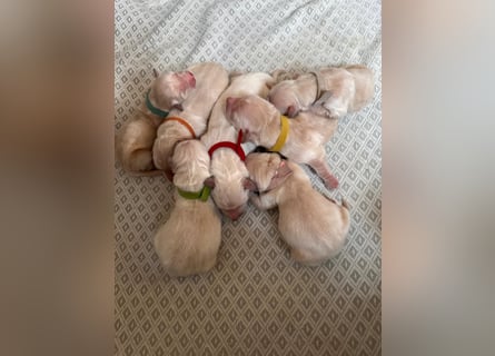 Golden Retriever Welpen