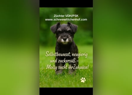 Molly - bezauberndes Zwergschnauzer- Mädchen sucht ab sofort ihr Für-Immer-Zuhause