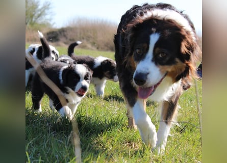 Australian Shepherd Welpe (reinrassig)