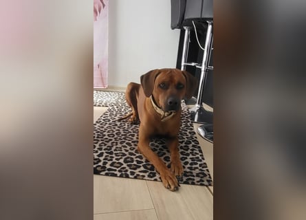 Rhodesian Ridgeback Welpen