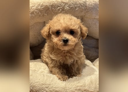 Sehr gesunde Mini Maltipoo Welpen in apricot und crème farben. 