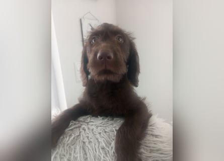 Labradoodle Welpen
