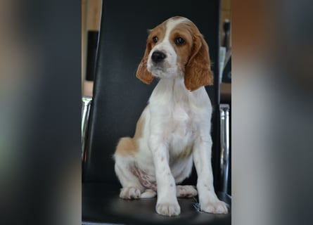 Sportlicher Familienhund - Irish Red and White Setter