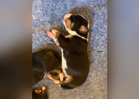 Wunderschöne Swissydog-Welpen mit Papieren - THERAPIEBEGLEITHUNDGEEIGNET