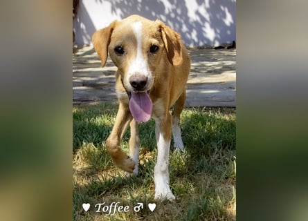 Teddy und seine Geschwister suchen ab September ein Zuhause