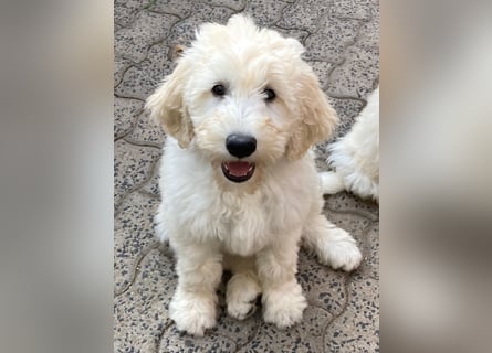 Abgabebereite Goldendoodle & Labradoodle Labrador+Golden+Retriever+Pudel Welpen