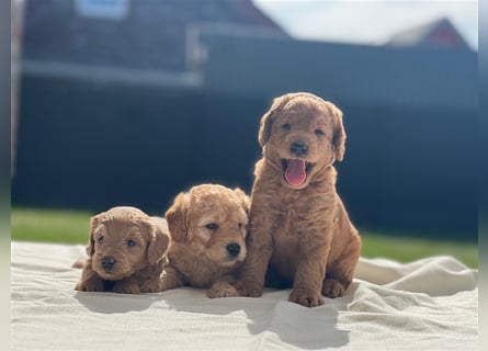 Labradoodle Welpen F2 Mini