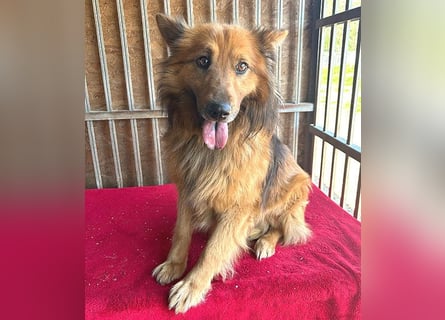 ❤️ superlieber ALFI - 1,5 Jahre, 46cm/16kg - Mischling