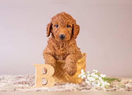 GoldenDoodle - medium mit welligem - lockigem Fell