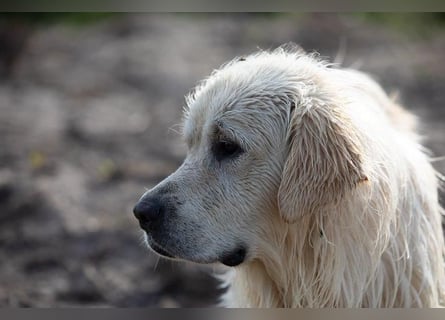 Wunderschöne Golden Retriever Welpen