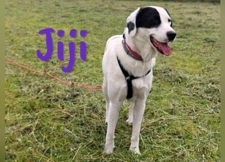 Jiji 07/2023 (in Deutschland) - ruhige und sanfte, wundervolle junge Hündin!