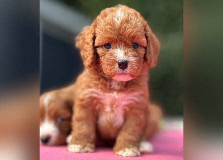 Exklusive Maltipoo Welpen im Red Apricot in Liebevolle Hände abzugeben Malteser/Pudel