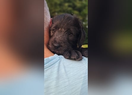 Labradoodle Welpen