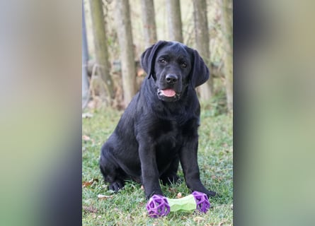 Labradorwelpen