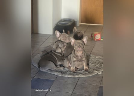 Französische Bulldoggen Welpen
