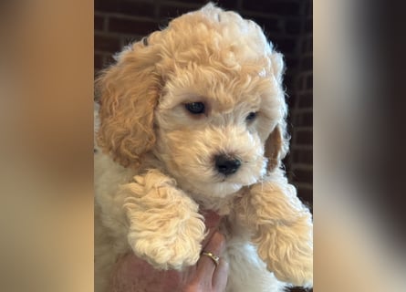 Maltipoo/mini Doodle Welpen