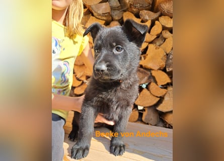 DSH Deutscher Schäferhund - Welpen lackschwarz