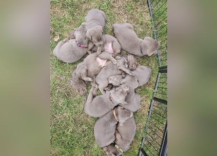 Labrador silber Welpen mit Ahnennachweis 12.08.24 geboren