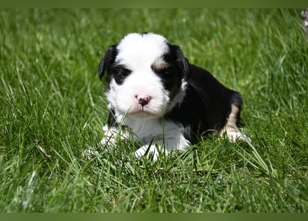 traumhaft hübscher Tibet Terrier Welpen aus erfahrender Zucht  sind geboren dürfen im Juni ausziehen