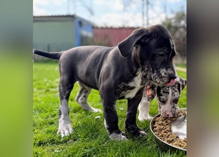 Superschöne nicht ganz reinrassige Deutsche Doggenwelpen können bald ausziehen