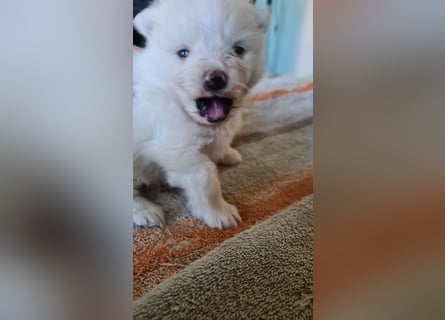 zuckersüße Pomeranianwelpen
