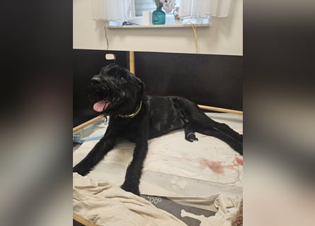 Riesenschnauzer schwarz Welpen des A-Wurf's am 02.07.25 gefallen