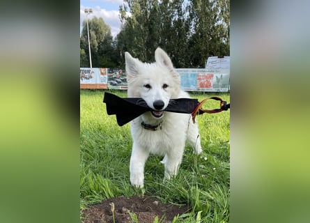Weiße Schäferhundwelpen - Herzensbrecher für Familie, Sport und Show
