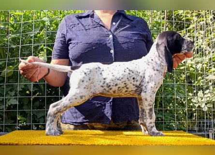Braque d'Auvergne (Auvergne Vorstehhund) Welpe