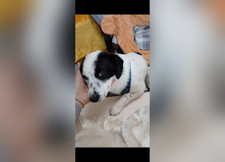 Josie sucht Herzensmensch fürs Leben